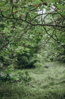Şafakta çiğ ve güneş ışınlarının bitki yeşil yaprakları