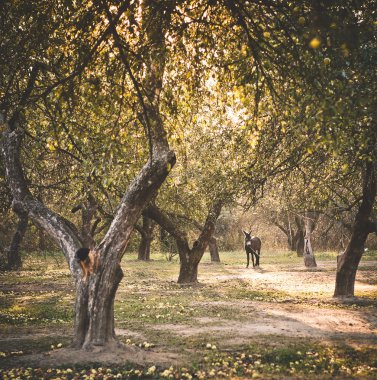 bir elma bahçesi içinde eşek tasma grazes