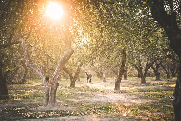 Burro Huerto Manzanas Roza Con Una Correa — Foto de Stock