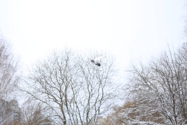 bir sokak lambası ve ağaçlar kar kış kar taneleri düşmek