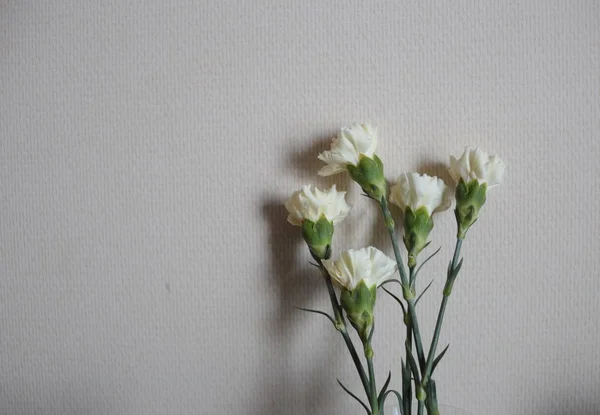 Білі Квіти Дереві Розквітли Навесні Вишневе Яблуко — стокове фото