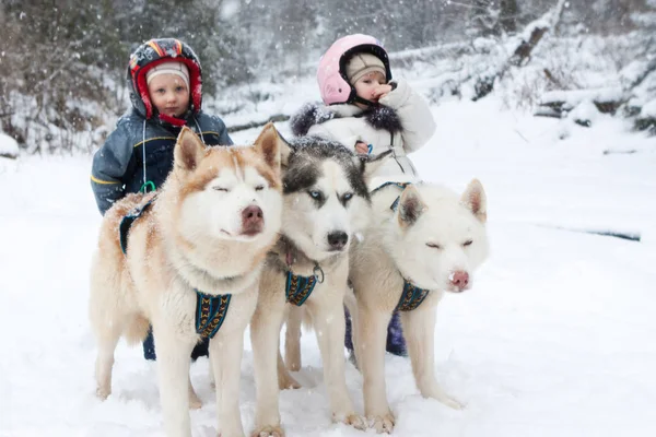 Children in ski suits dog team husky — Stock Photo, Image