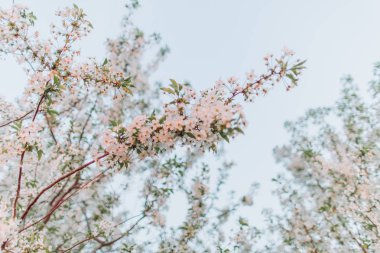 bahçede meyve ağacıyla mavi gökyüzü karşı baharda çiçek çiçekler