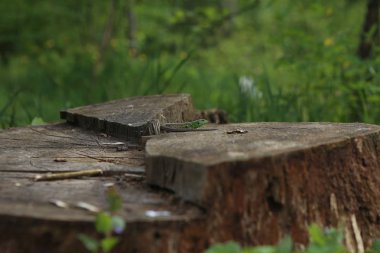 güneşli havalarda ahşap bir güdük üzerinde yeşil kertenkele