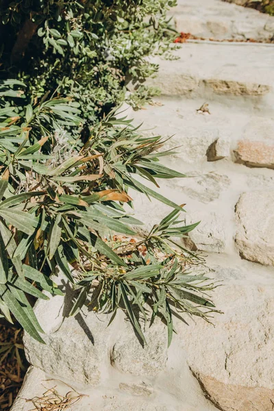 Branch Eucalyptus Green Background Sand Stones — Stock Photo, Image