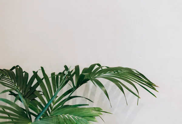 Groene Palm Bladeren Een Witte Achtergrond Binnen — Stockfoto