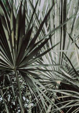 Palm tesisi tropikal doğal gökyüzü karşı bırakır.