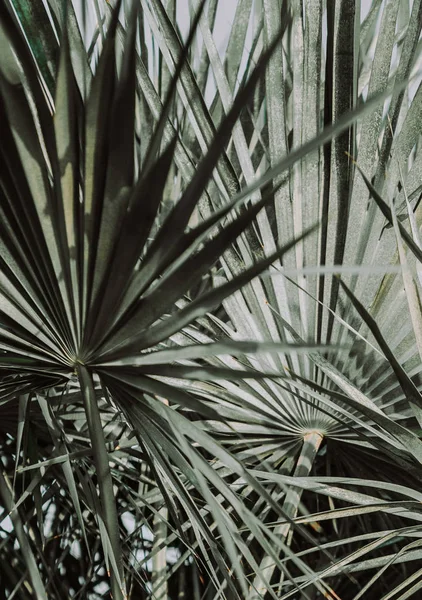 Palmier Feuilles Tropicales Naturelles Contre Ciel — Photo