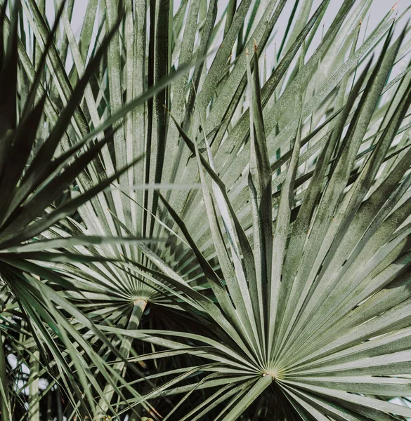 Palmier Feuilles Tropicales Naturelles Contre Ciel — Photo
