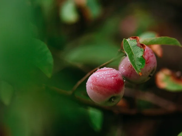 Fruta Manzana Roja Una Rama Jardín — Foto de Stock