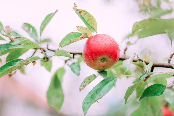 Rode Appel Fruit Een Tak Tuin — Stockfoto