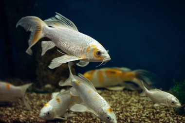 farklı renk gölet yetiştirme ve bakım bakım Koi sazan balık