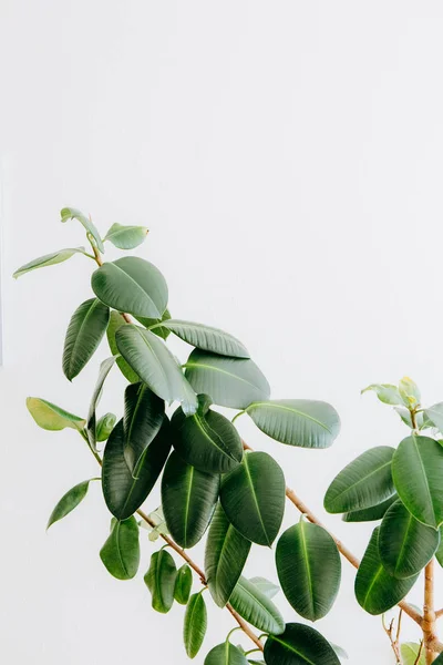 Ficus Green Large Leaves White Background — Stock Photo, Image