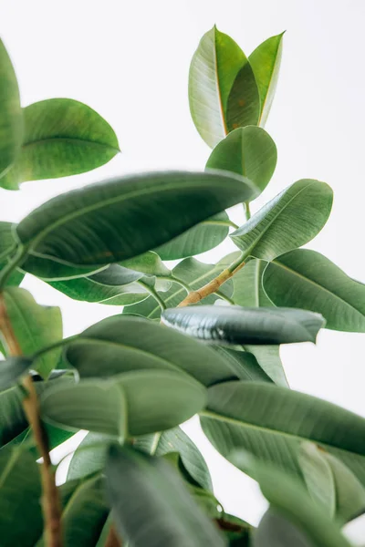 Ficus Avec Grandes Feuilles Vertes Sur Fond Blanc — Photo