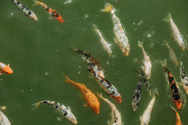 Koi carp fish in a different color pond breeding and maintenance care — Stock Image Koi Carp Fish Different Color Pond Breeding Maintenance Care Royalty Free Stock Images