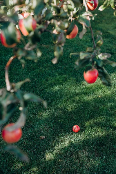 Rode Appel Viel Van Boom Tot Het Gras Tuin — Stockfoto