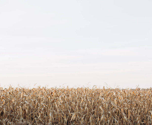 corn field harvest golden season autumn and sky