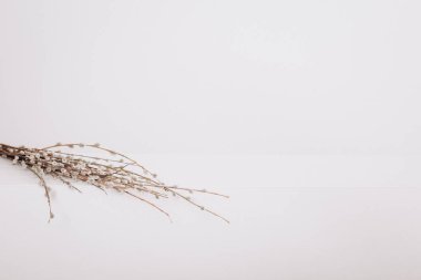 bahar çiçekleri willow yan izole yer yazıt