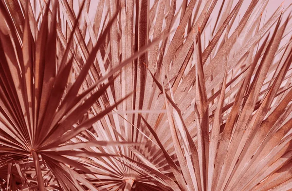 Palm leaves subtle graphics background red — Stock Photo, Image