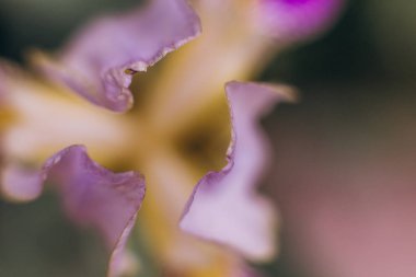 çiçeklenme tomurcuk mor çiçek doku polen stamens