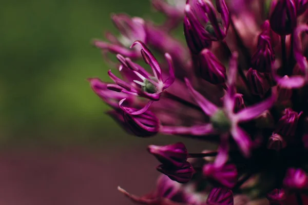 Bloeiende Bud paarse bloem textuur meeldraden pollen — Stockfoto