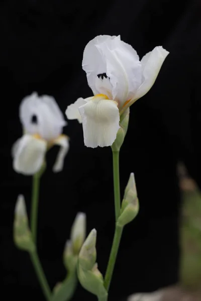 Fleur blanc pétales marguerite texture pollen flou — Photo