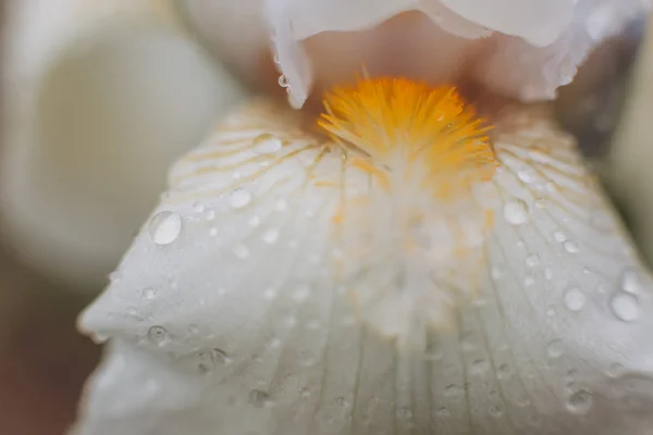 Fleur blanc pétales marguerite texture pollen flou — Photo
