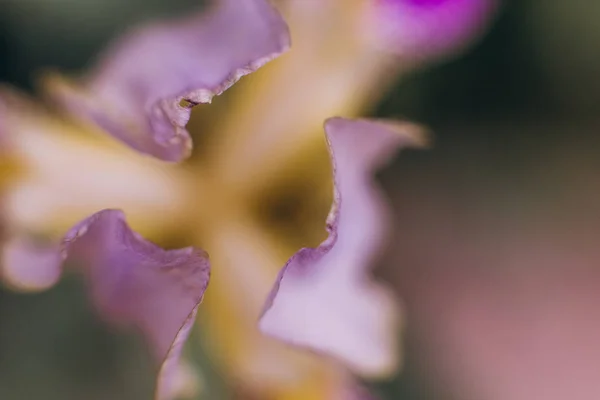 Bourgeon fleur pourpre texture étamines pollen — Photo