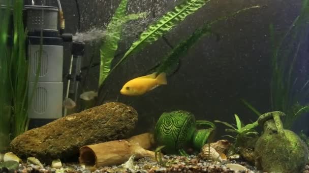 水族馆鱼马拉维奇利德伪营养不良斑马黄色 — 图库视频影像
