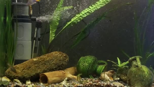 Ксенотока есеній червоний хвіст сімейної акваріумної риби — стокове відео