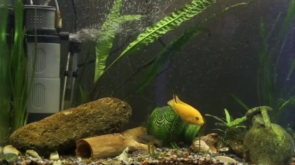 水族馆鱼马拉维奇利德伪营养不良斑马黄色 — 图库视频影像