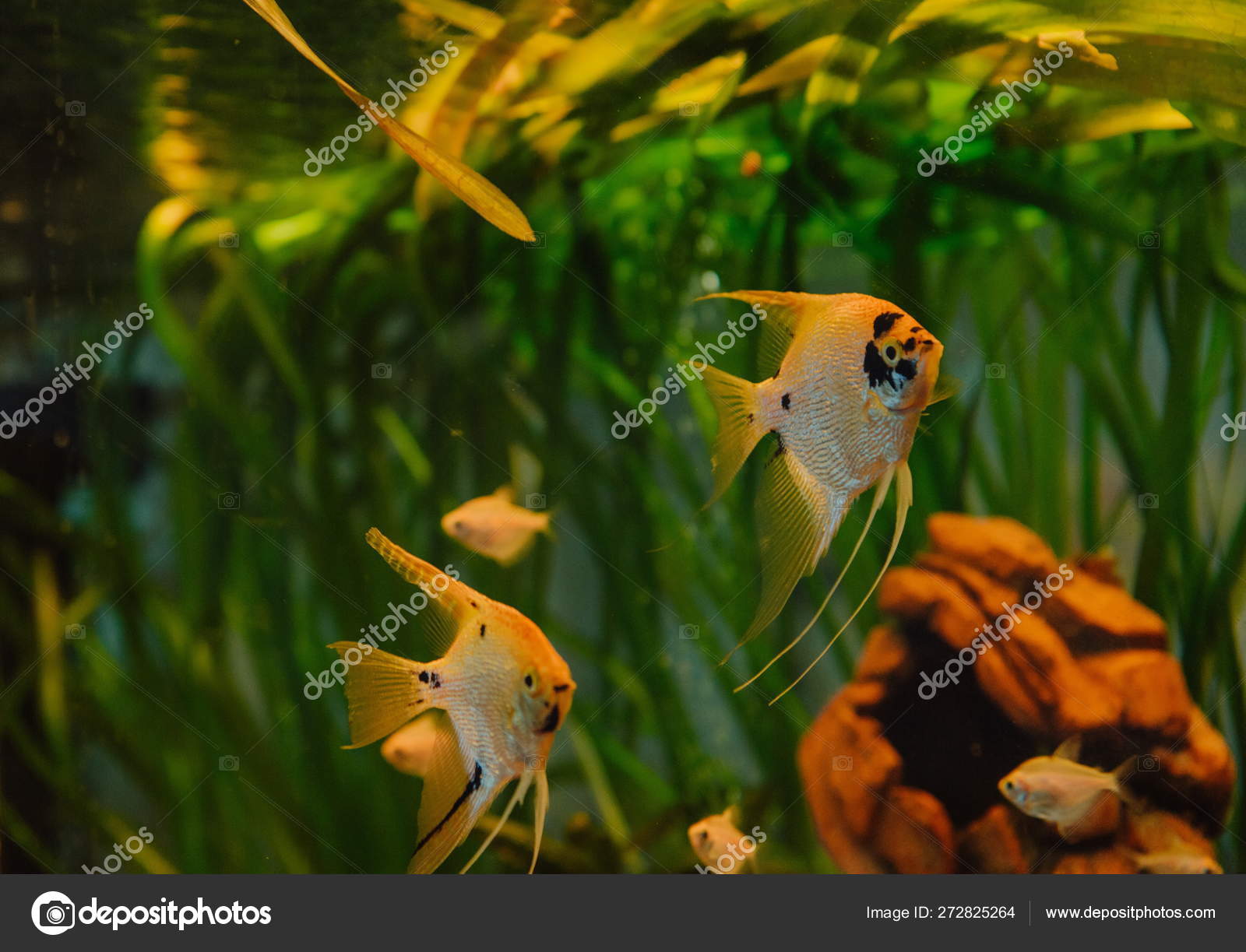 94 Aquarium By Design Terbaru