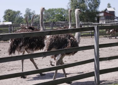 çit devekuşu çiftliği arkasında devekuşu aile