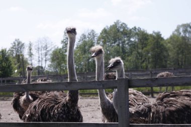 çit devekuşu çiftliği arkasında devekuşu aile