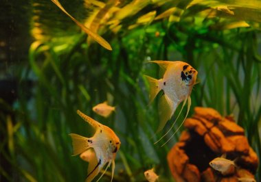 akvaryum balık angelfish buhar akvaryum yosun tasarımı