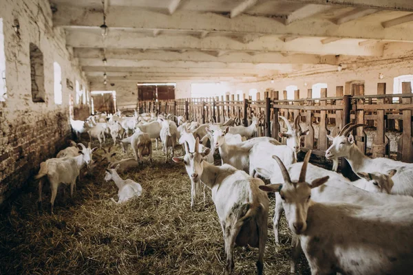 Criação de gado caprinos dentro de casa reprodução cuidados com os animais — Fotografia de Stock