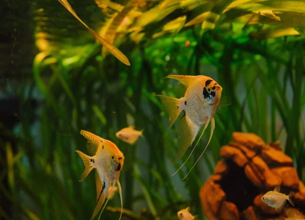 水族馆鱼天使鱼蒸汽水族馆藻类设计 — 图库照片