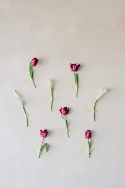 Paarse Tulip bloemen getextureerde muur gelegen lijn — Stockfoto