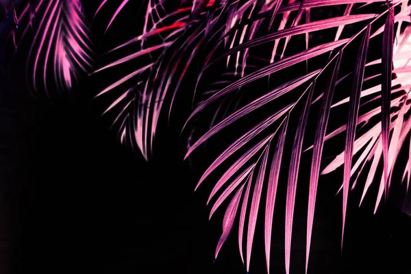 Red leaves tropical palm tree backlit black — Stock Photo, Image