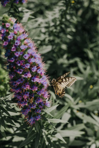 Papilio machaon bebe néctar de flores — Foto de Stock
