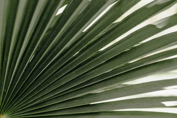 Feuilles de palmier tropical motif floral fond — Photo