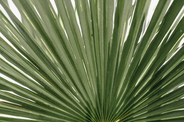 Tropische Palm bladeren bloemmotief achtergrond — Stockfoto