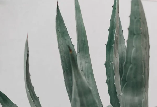 Grote agave plant verlaat groen witte achtergrond — Stockfoto