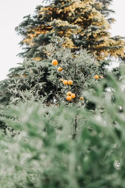 작은 귤 나무 과일 배경 큰 나무 — 스톡 사진