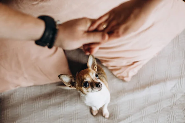  küçük köpek kıskançlıkla sevgi dolu çift ev sahipliği kucaklayan görünüyor