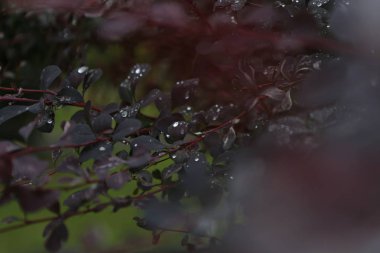 damla su yağmurdan sonra kırmızı çalı tazelik bırakır