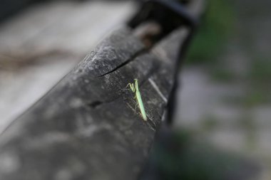 yeşil mantis tek başına eski ahşap kütük oturan