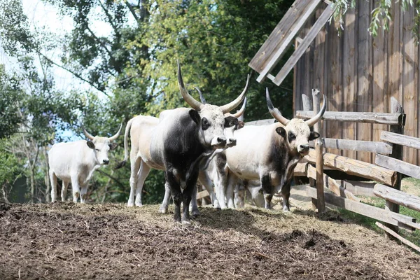 Bull mule dieren kraam achter houten hek — Stockfoto