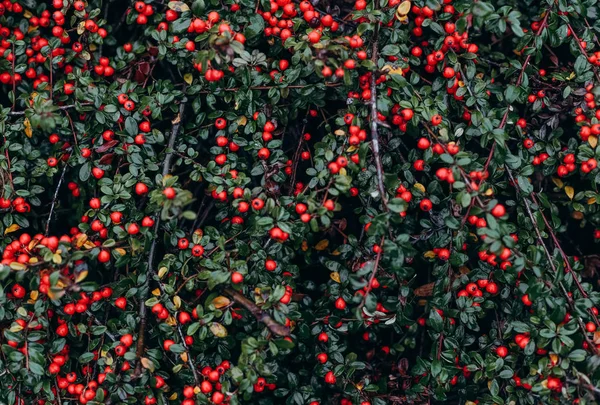 Arbusto planta cheia de frutos vermelhos gráficos de fundo — Fotografia de Stock