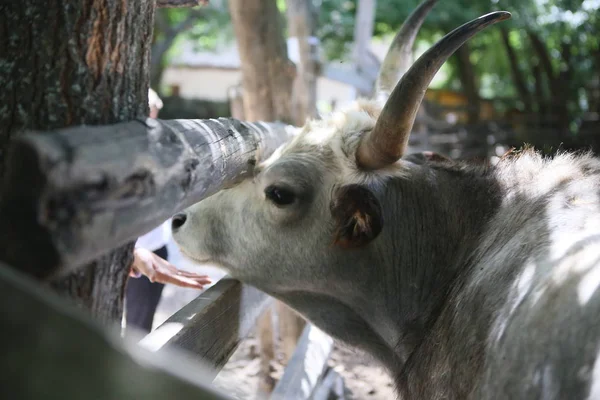 Bull mule dieren kraam achter houten hek — Stockfoto